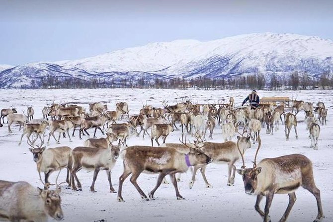 Reindeer Sledding Experience and Sami Culture Tour from Tromso - Who This Tour Suits Best (And Who Might Want Another Option)