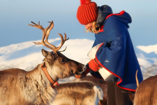 Reindeer Sledding Experience and Sami Culture Tour from Tromso - The 30-Minute Reindeer Sled Ride, Valley Views Included