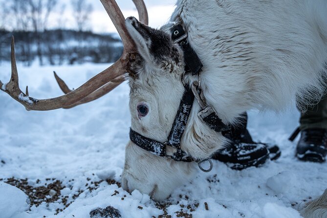 Reindeer Sledding, Feeding And Sami Culture At Reindeer Farm - Reindeer sledding: fun, but treat it as a short ride
