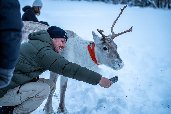 Reindeer Sledding, Feeding And Sami Culture At Reindeer Farm - The Sámi culture part: stories you’ll carry back to Tromsø