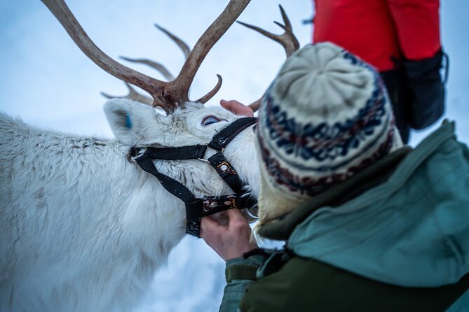 Reindeer Sledding, Feeding And Sami Culture At Reindeer Farm - Logistics that matter in real life: timing, meeting point, and what to pack