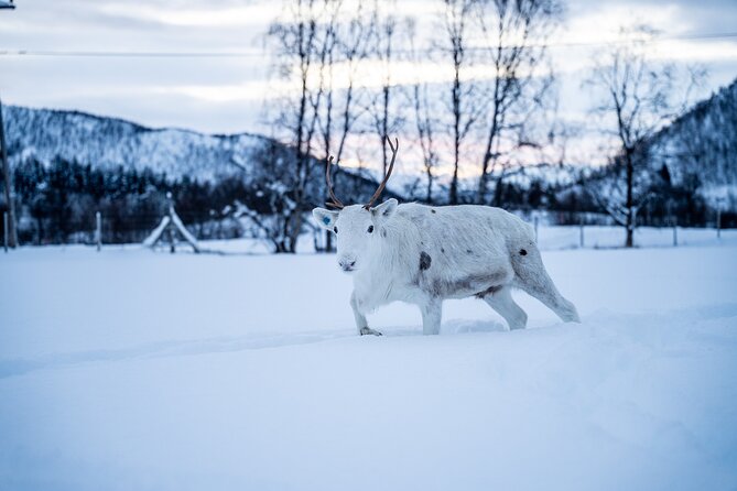 Reindeer Sledding, Feeding And Sami Culture At Reindeer Farm - A hot meal by the bonfire, plus coffee and time to thaw out