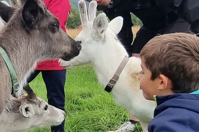 Sami Culture and Reindeer Cuddles Experience - Quick hits for Sami culture and reindeer cuddles in Tromsø