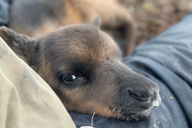Sami Culture and Reindeer Cuddles Experience - Kvaløya farm and the Malangen peninsula start