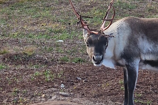 Sami Culture and Reindeer Cuddles Experience - Pickup in Tromsø city center, and cruise ship timing at Breivika