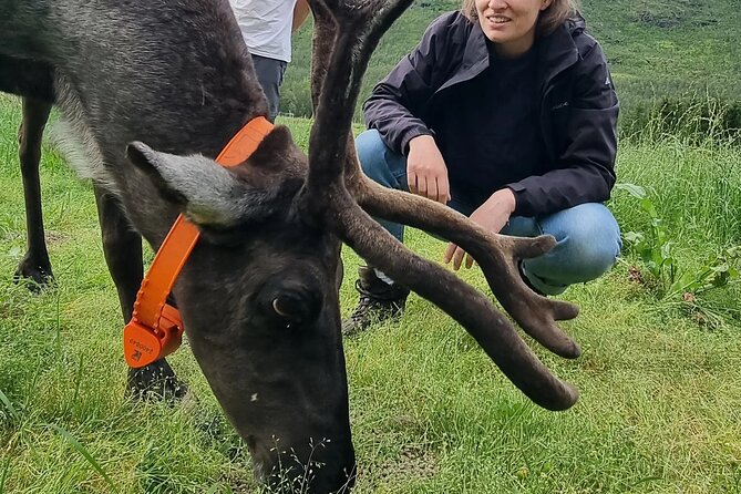 Sami Culture and Reindeer Cuddles Experience - Price and value: what $175.32 buys you