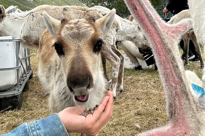 Sami Culture and Reindeer Cuddles Experience - Who should book this reindeer and Sámi culture tour