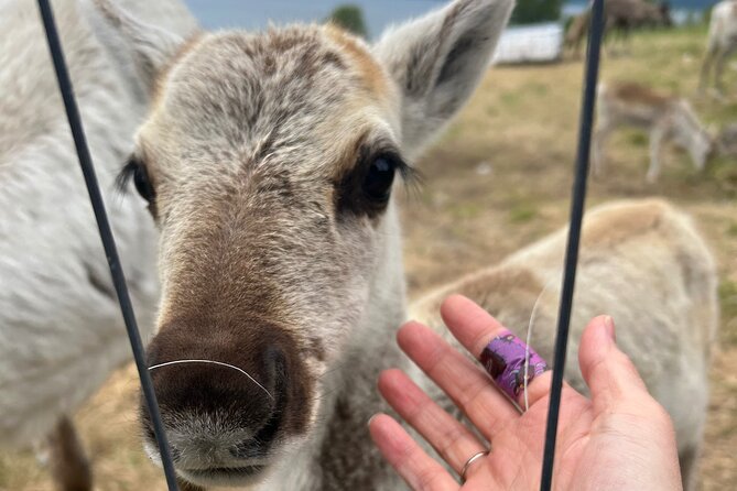 Sami Culture and Reindeer Cuddles Experience - Should you book this Sami culture and reindeer cuddles experience?