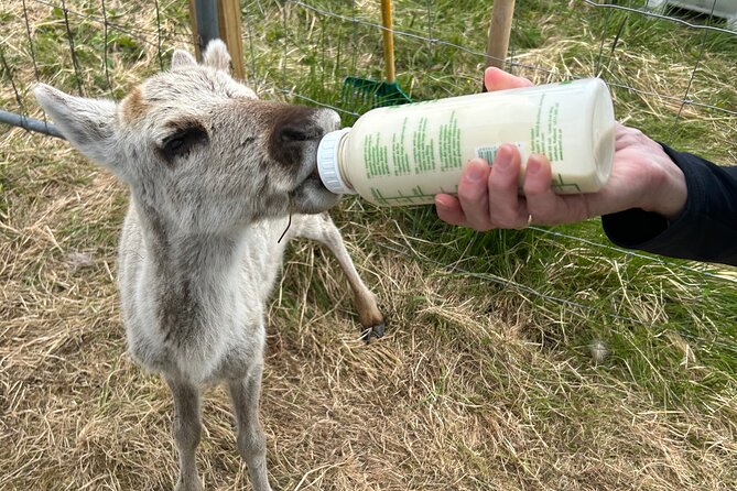 Sami Culture and Reindeer Cuddles Experience - Sámi stories in a lavvu, with food that tastes local
