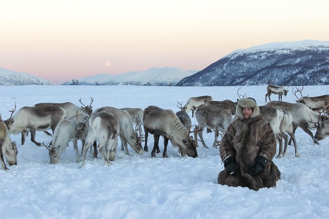 Sami Culture and Short Reindeer Sledding from Tromso - Timing, Waiting, and the Reality of Arctic Weather