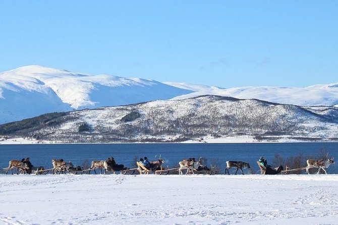 Sami Culture and Short Reindeer Sledding from Tromso - Who This Tour Fits Best (And Who Might Want Another Option)