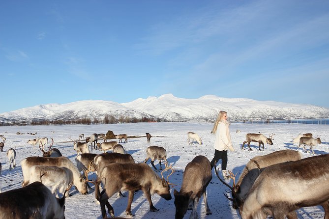 Sami Culture and Short Reindeer Sledding from Tromso - What to Bring: Winter Gear That Actually Matters