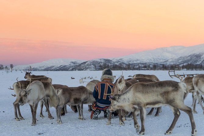 Sami Culture and Short Reindeer Sledding from Tromso - Practical Notes That Affect Your Experience