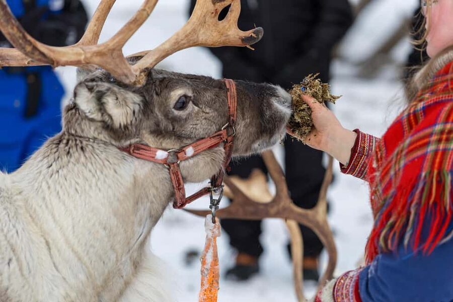 Sami Culture, Northern Lights & Reindeer Visit at Camp Tamok - Reindeer feeding: the calm, hands-on contrast to cold wilderness air