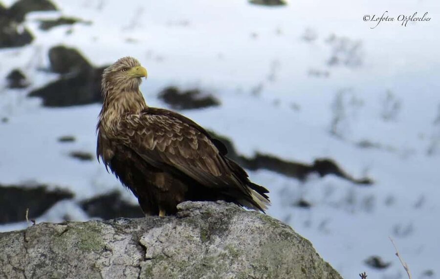 Sea Eagle/Nature Safari - Sea Eagles and Grey Seals in the Henningsvær RIB zone