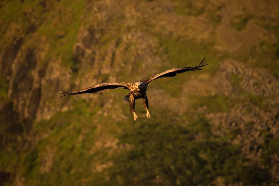 Sea Eagle/Nature Safari - From Dreyers gate 15 to the Henningsvær coast
