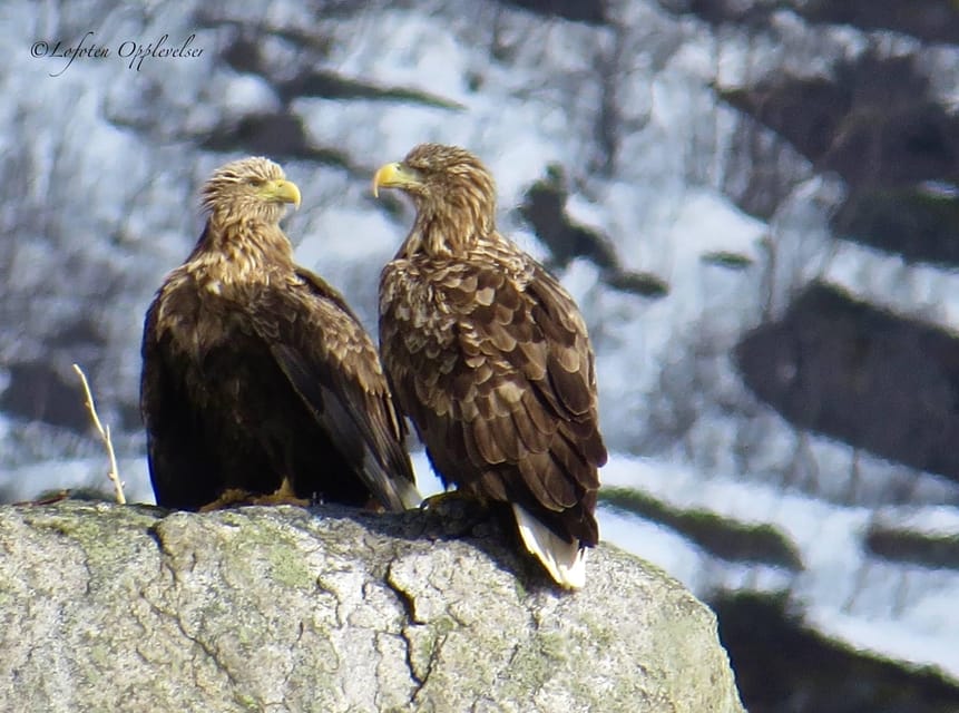 Sea Eagle/Nature Safari - Vågakallen views: the mountain moment you’ll remember