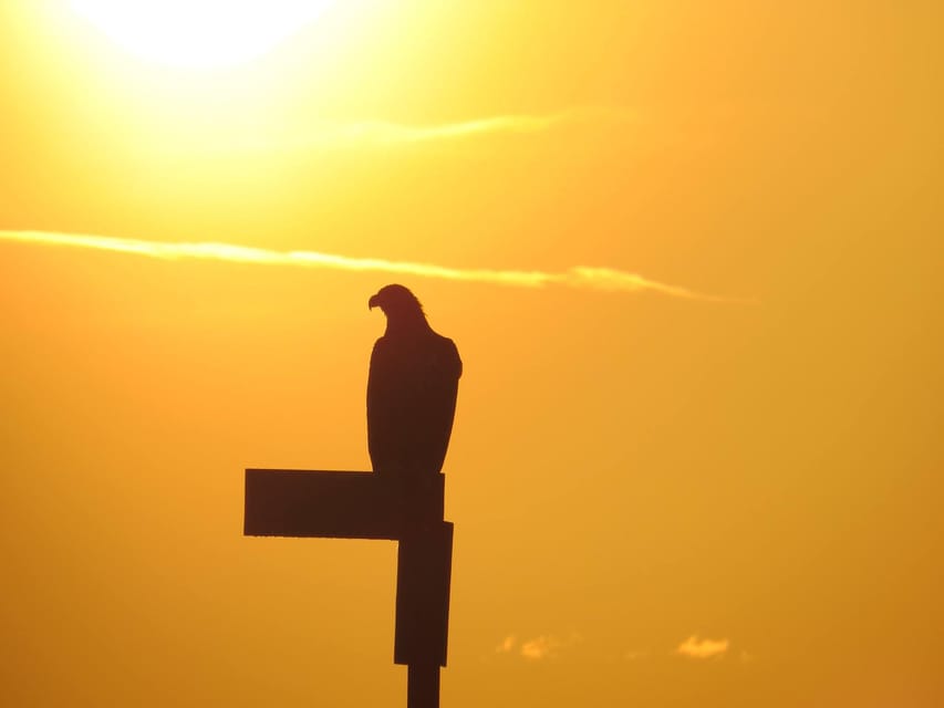 Sea Eagle/Nature Safari - Searching for grey seals at the Orchard colony
