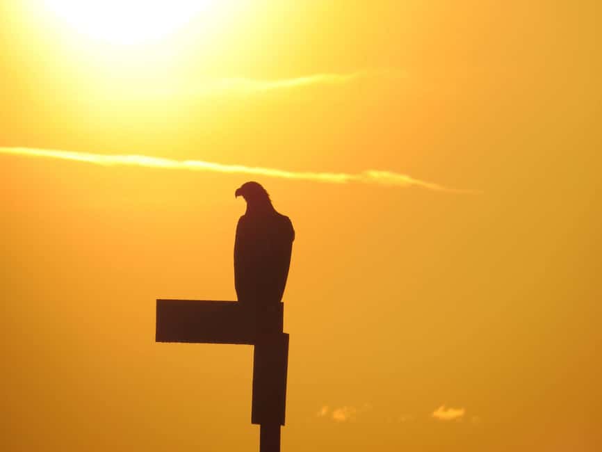 Sea Eagle/Nature Safari - How to stay sharp spotting wildlife in motion