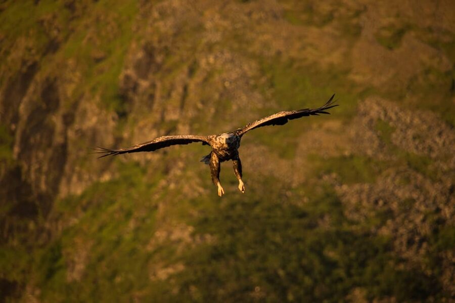 Sea Eagle/Nature Safari - Price and value: is $114 a fair deal for this kind of safari?