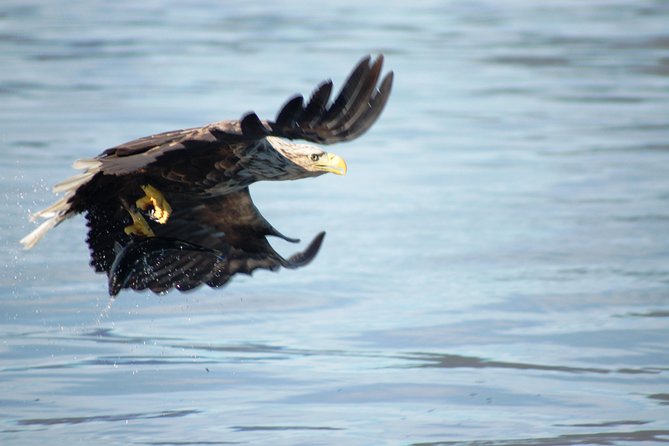 Sea Eagle Safari from Svolvær to Trollfjorden - Trollfjorden stop: 15 minutes that are all about views