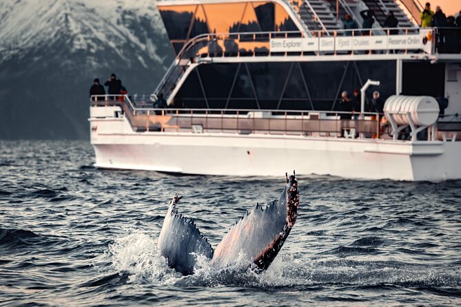 Silent Whale Watching by Hybrid-Electric Boat from Tromsø - Key Takeaways Before You Go