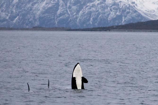 Silent Whale Watching by Hybrid-Electric Boat from Tromsø - The Route Passes Lyngstuva Lighthouse on the Way to Skjervøy