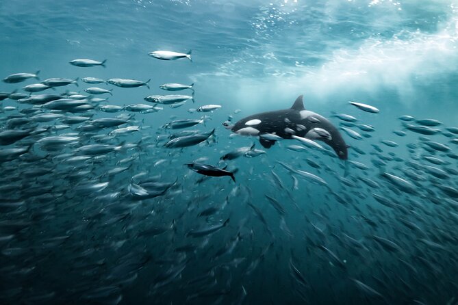 Silent Whale Watching by Hybrid-Electric Boat from Tromsø - Kvaenangen Municipality: Your 1 to 2 Hour Whale Search Stop
