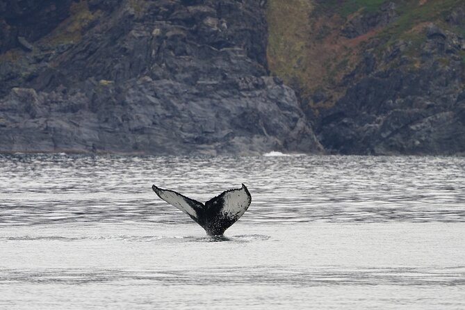 Silent Whale Watching by Hybrid-Electric Boat from Tromsø - The Crew’s Role: Talks, Scanning, and Ethical Distance