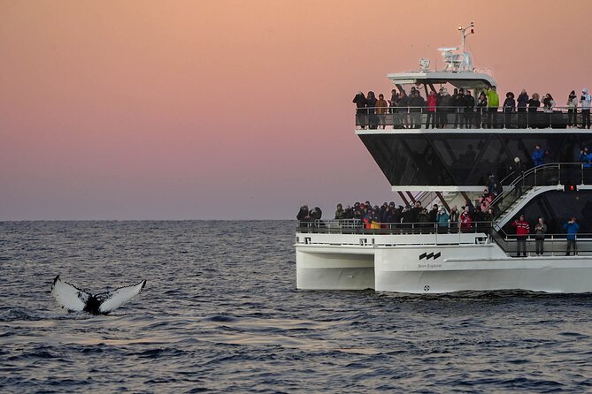 Silent Whale Watching by Hybrid-Electric Boat from Tromsø - Onboard Comfort, Warmth, and the Reality of Food and Drinks
