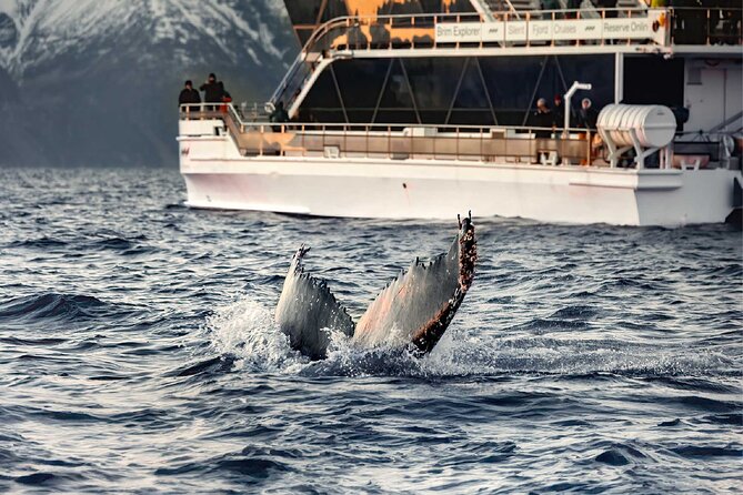 Silent Whale Watching on Hybrid-Electric Boat with Scenic Bustrip - Price and what you really get for $192.69