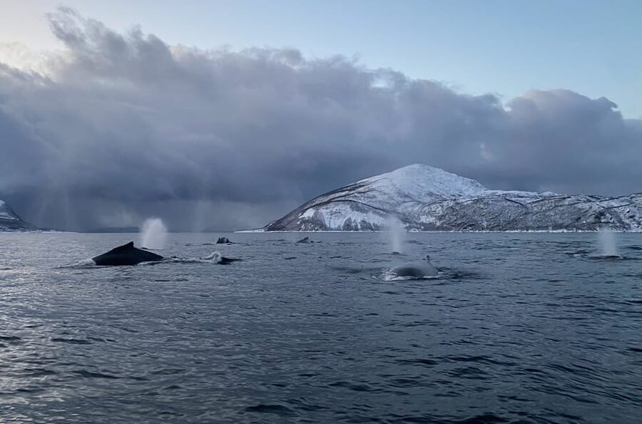 Skjervøy: Whale and Orca Watching Tour by RIB Boat - Key points before you go