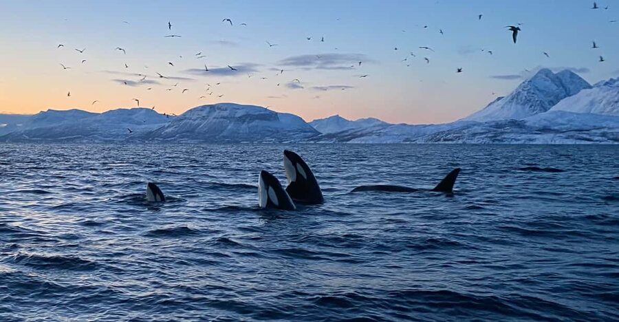 Skjervøy: Whale and Orca Watching Tour by RIB Boat - A quick plan for your day in Skjervøy