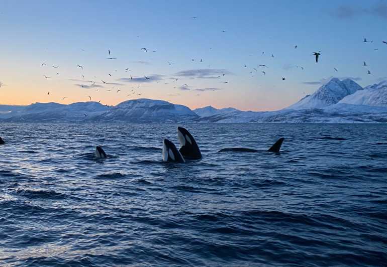 Skjervøy: Whale and Orca Watching Tour by RIB Boat - Skjervøy in winter, why a RIB boat fits whale watching