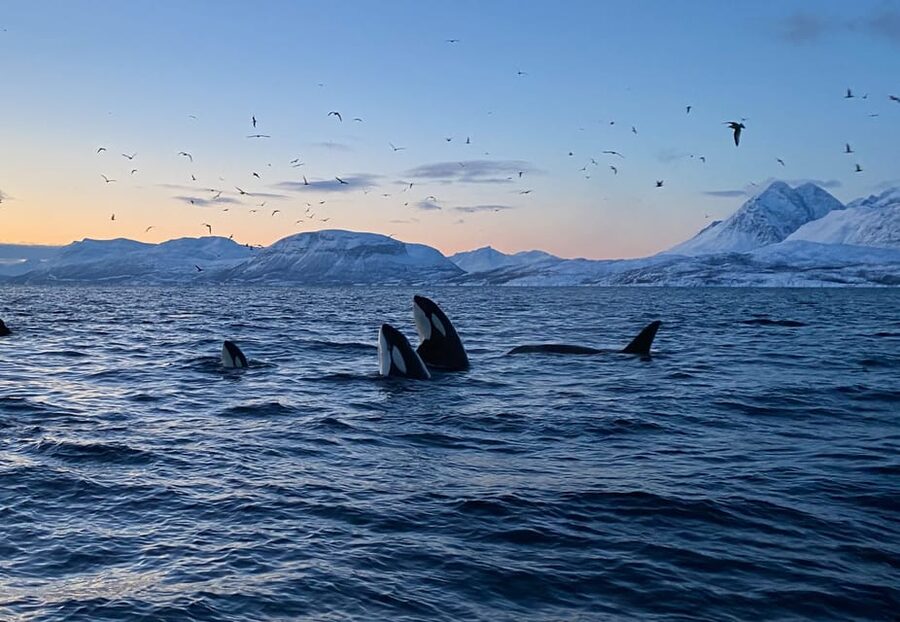 Skjervøy: Whale and Orca Watching Tour by RIB Boat - On the water for 3 hours, how the crew searches for whales