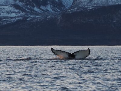 Whale and Orca Watching Tour by RIB Boat