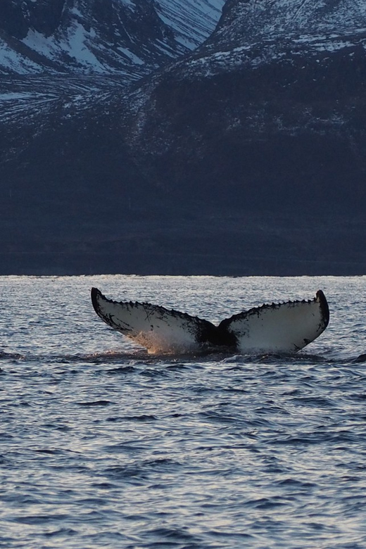 Skjervøy: Whale and Orca Watching Tour by RIB Boat - Species you might spot, and why luck still matters