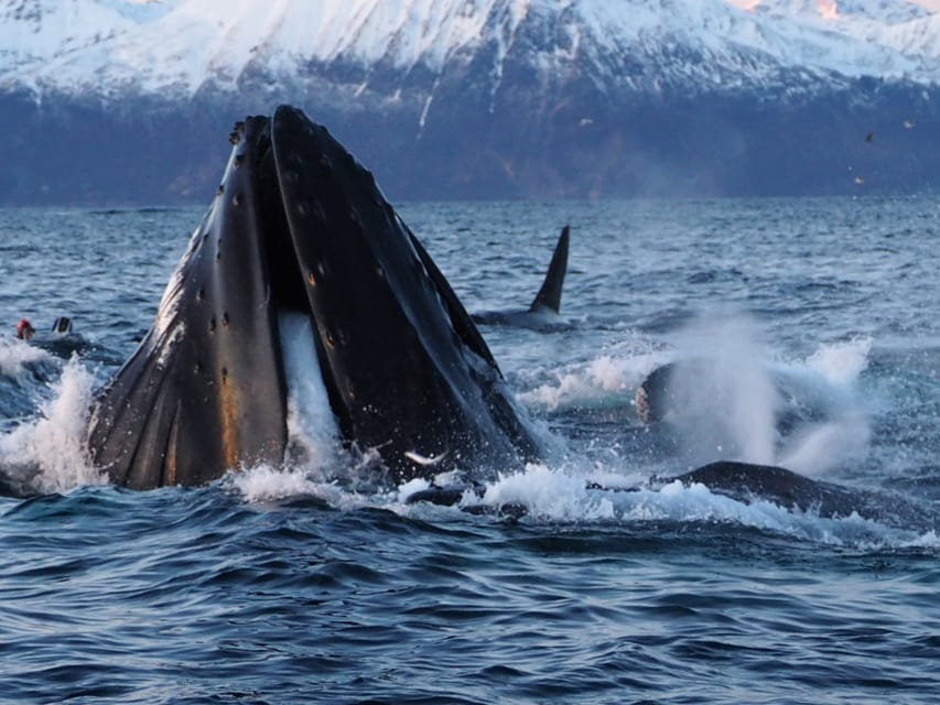 Skjervøy: Whale and Orca Watching Tour by RIB Boat - When orcas are spotted, what the feeding session can mean