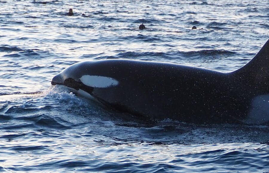 Skjervøy: Whale and Orca Watching Tour by RIB Boat - Gear and comfort, how to stay warm on a fast winter RIB