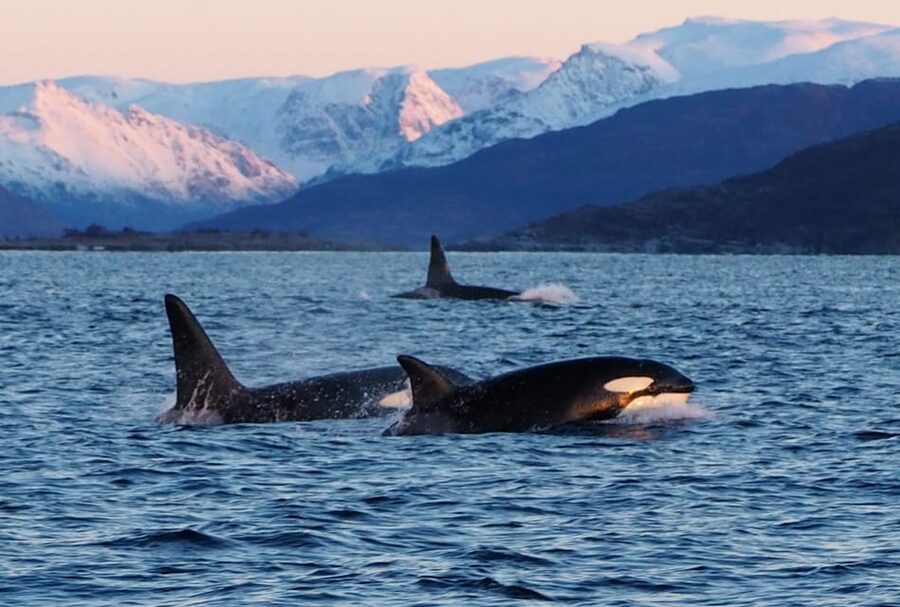 Skjervøy: Whale and Orca Watching Tour by RIB Boat - Price and value at $240 per person for a 3-hour RIB tour