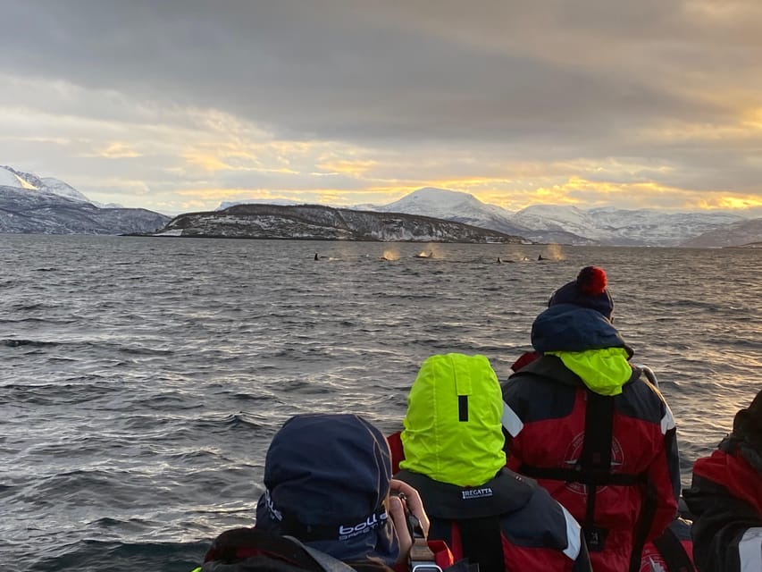 Skjervøy: Whale and Orca Watching Tour by RIB Boat - Who this Skjervøy tour is best for, and who should skip it