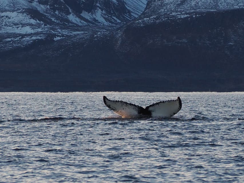 Skjervøy: Whale and Orca Watching Tour by RIB Boat - Meeting at Strandveien 70, check in without stress