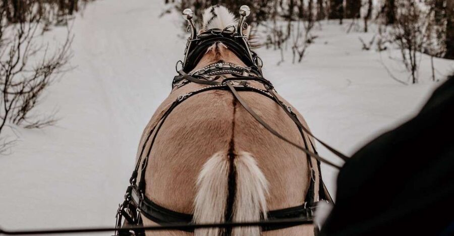 sleigh ride and dining experience - The Wilderness Shelter Stop, Firelight, and 3 Courses Served Warm