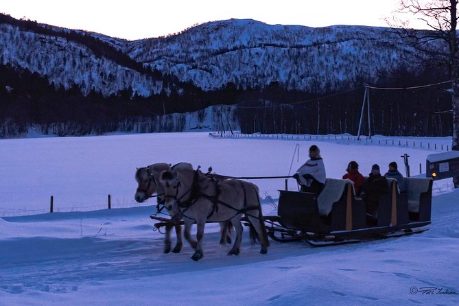 Sleigh Ride w/ snacks - Experience Arctic Farm Life - Meeting the animals: fjord horses and short tale sheep