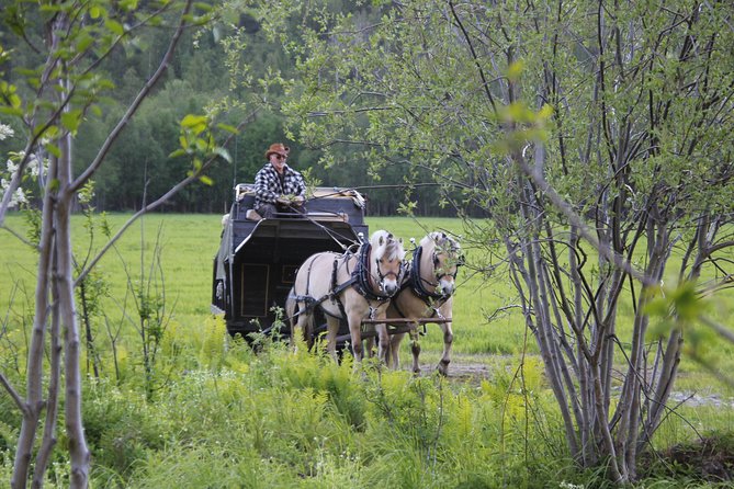 Sleigh Ride w/ snacks - Experience Arctic Farm Life - Aurora Borealis: how to think about the Northern Lights chance