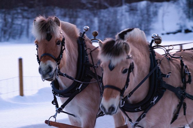 Sleigh Ride w/ snacks - Experience Arctic Farm Life - Getting from Alta to the farm: transport that saves your energy