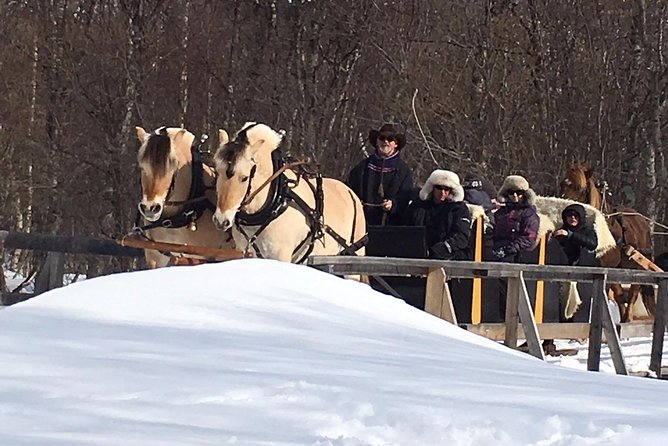 Sleigh Ride w/ Tapas Meal - Experience Arctic Farm Life - Sheep, horses, and real farm moments at Omdal Gard