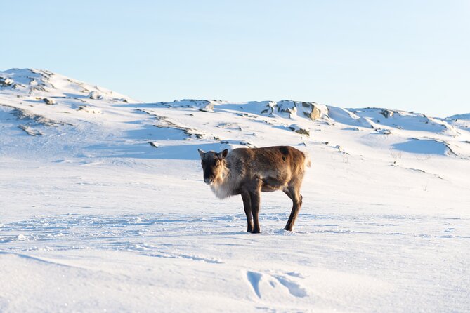 Small Group Snowshoe Hike in Tromso - Price and value: what $148.66 buys you in Tromsø winter