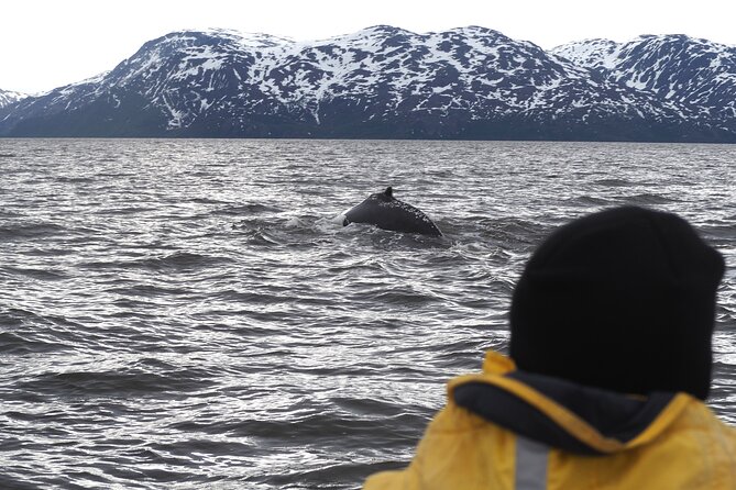 Small group Whale watching - Key points to know before you go