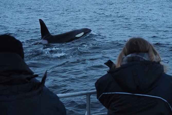 Small group Whale watching - Altafjord Whale Watching: what makes this part of Norway work